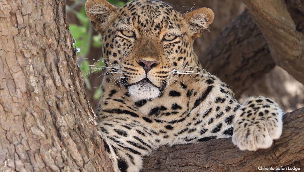 Chikunto Safari Lodge leopard